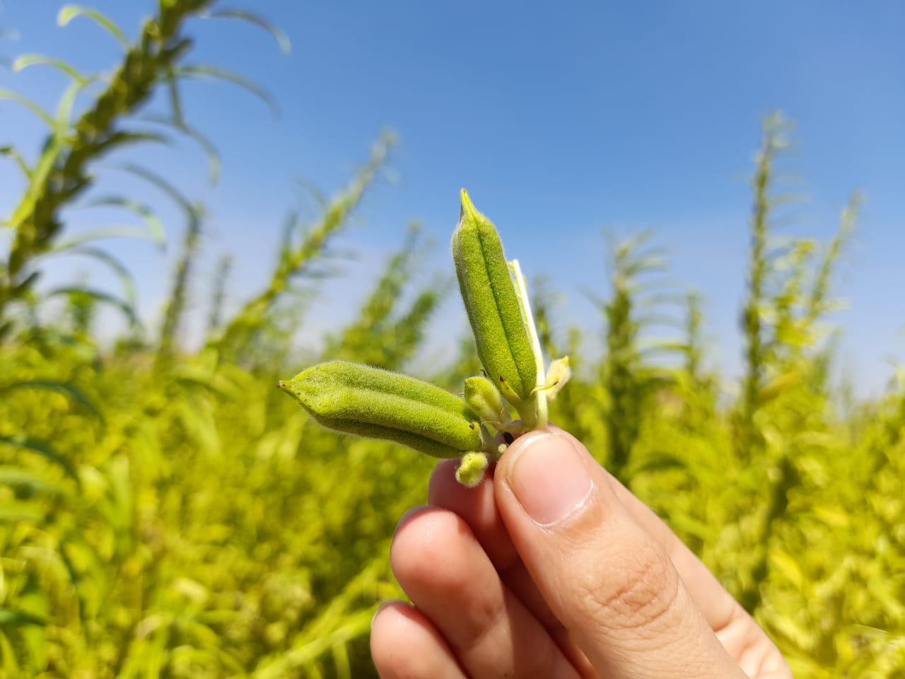 برنامج زراعة وتسميد السمسم