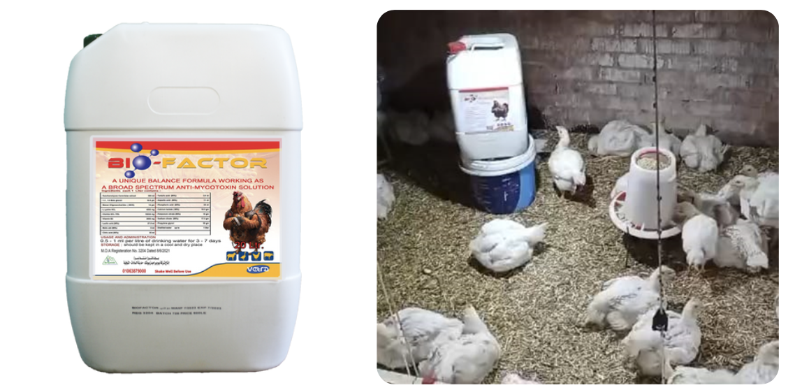 قصه نجاح 220 كتكوت