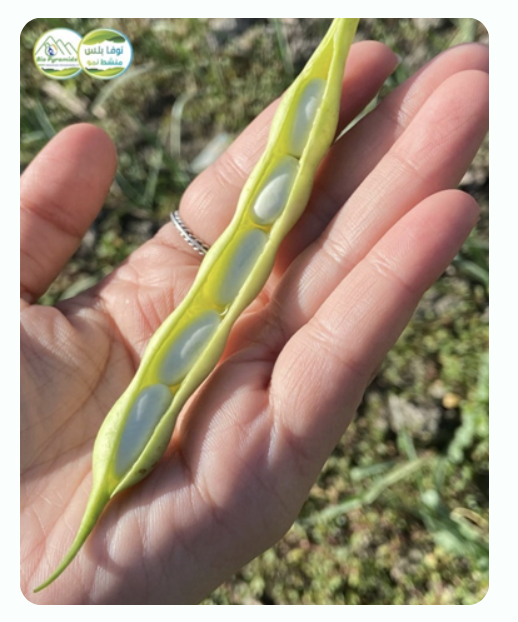 قصة نجاح الفاصوليا