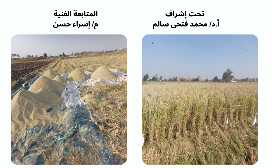 قصة نجاح الارز