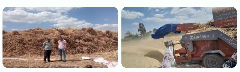 قصة نجاح القمح