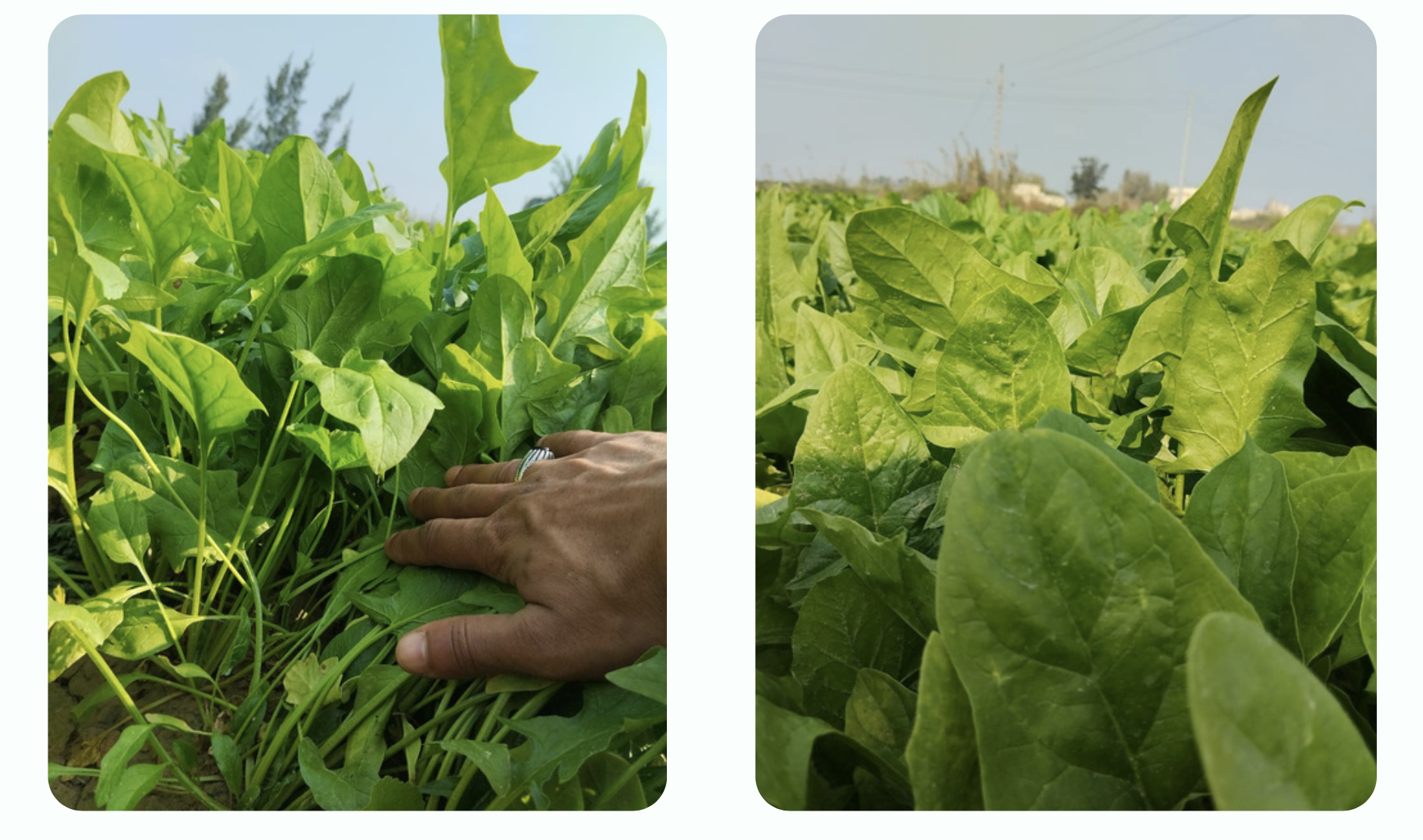 غذا ًء فائق الفائدة: السبانخ