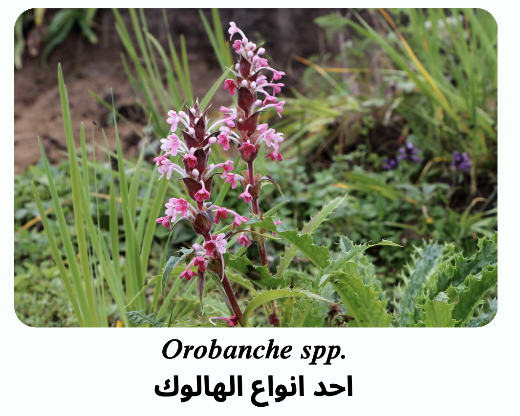 طرق مكافحة نبات الهالوك