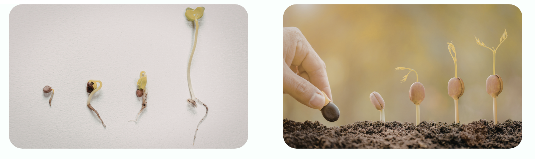 إنبات البذور