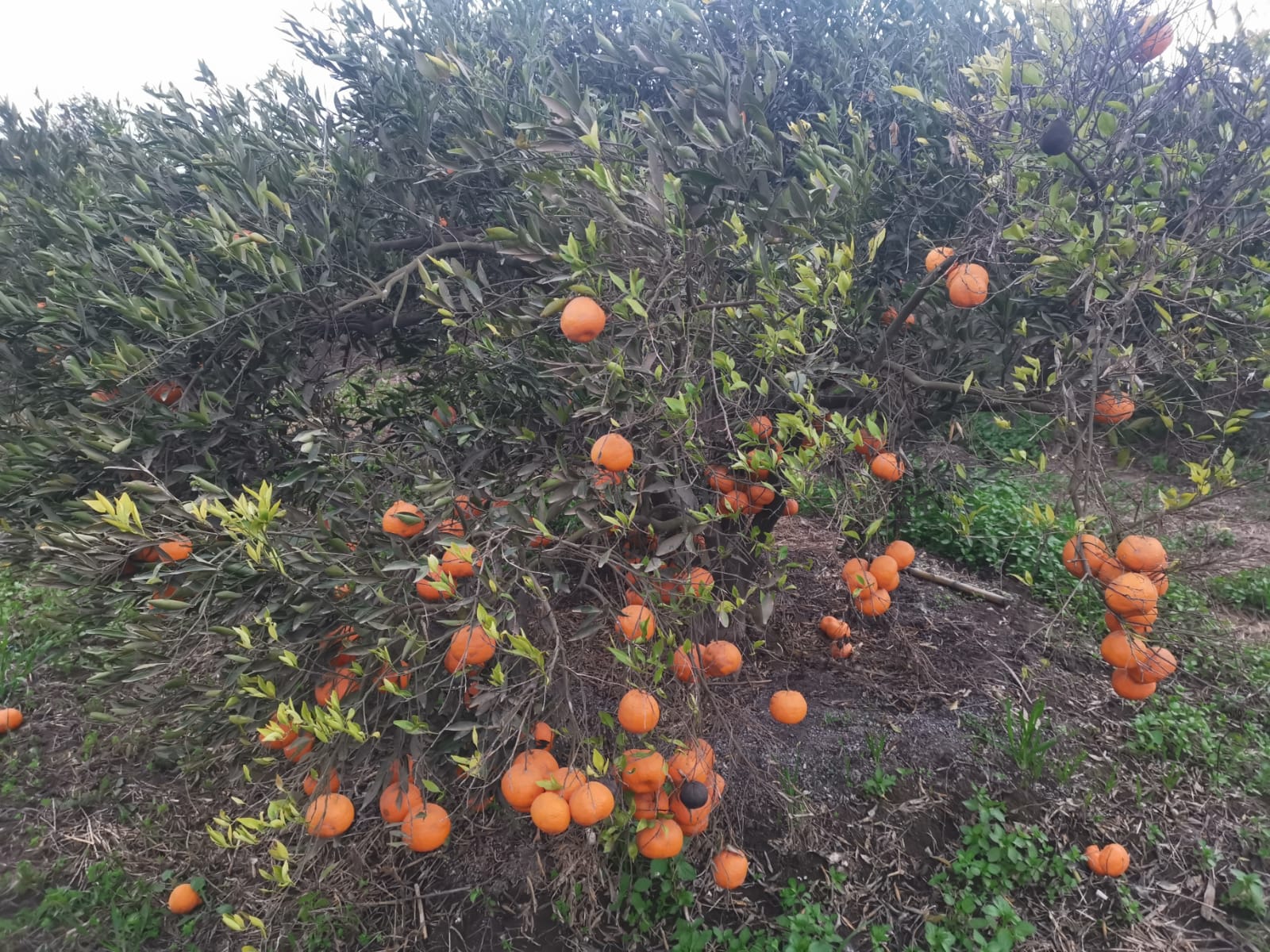 برنامج زراعة وتسميد الموالح