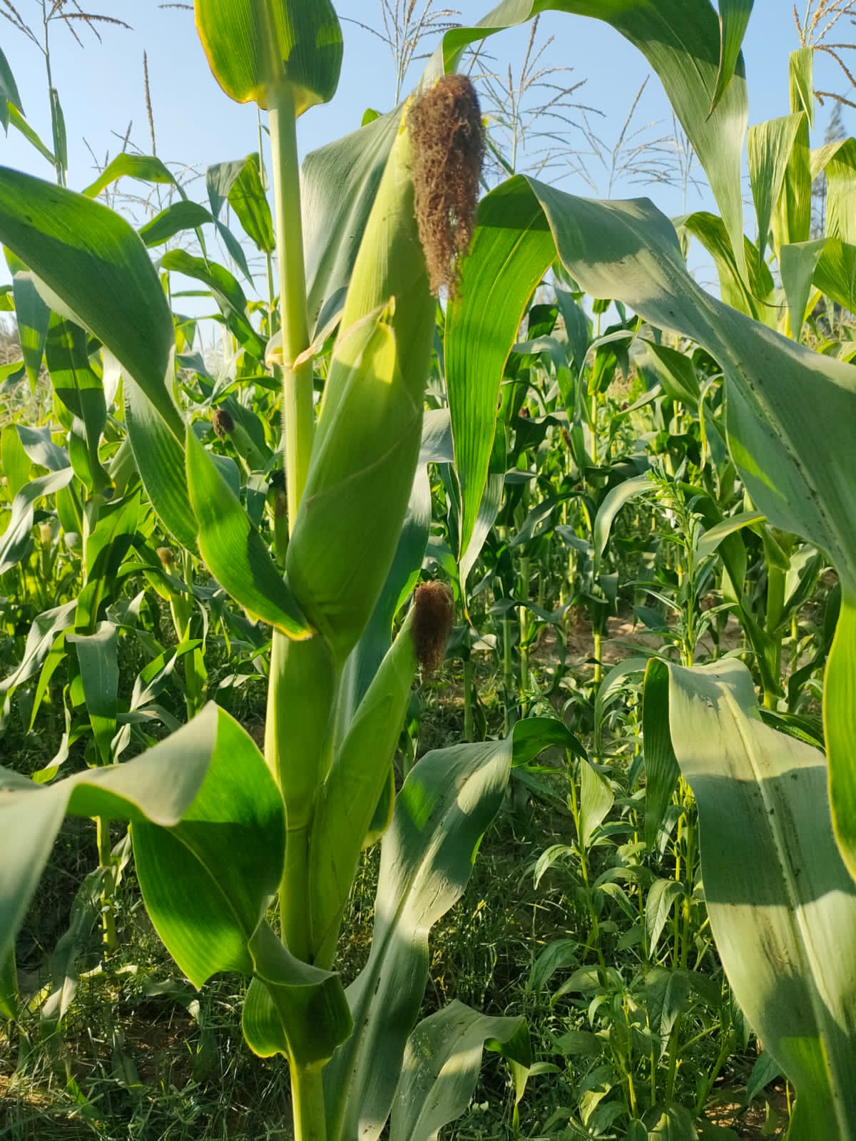 برنامج زراعه و تسميد الذرة